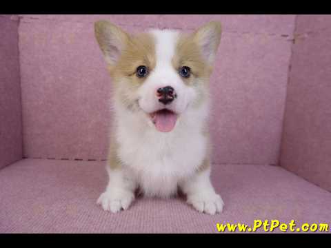 11/05雙色柯基犬公幼犬1號(高雄三民)