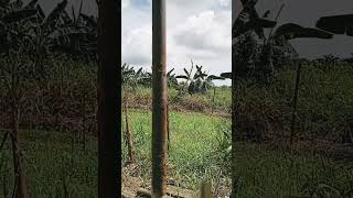 Download lagu PANAS!!!! TERIK MATAHARI mp3