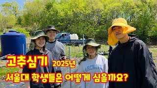 고추 심는방법 서울대 농대생들 칼라킹 시험재배 농생명공학부 식물병생태학 연구실 김광형 교수 [고추재배방법]