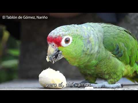 #Volver | Juliana Latorre, Nariño