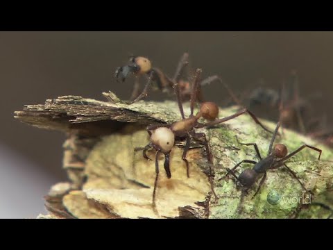 Killer Ants of Amazon Forest- Wildlife Documentary