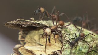 Download lagu Killer Ants of Amazon Forest- Wildlife Documentary mp3 Download lagu Killer Ants of Amazon Forest- Wildlife Documentary mp3