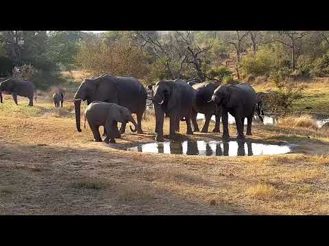 Djuma: Elephants drink at the pan then go for a wallow in the mud - 15:46 - 07/10/21