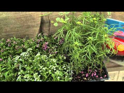 In the Garden: Beneficial Insects