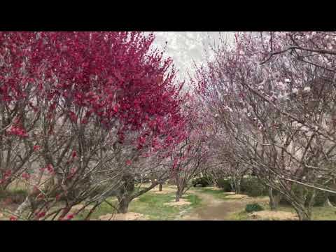 2021年 萩往還梅林園