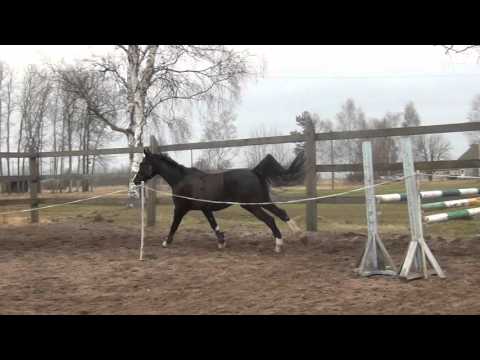 Horses : Keisijs (For Sale)