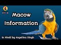 Macaw Information In Hindi By Angelina Singh