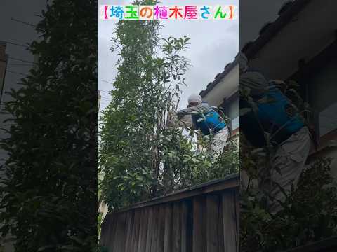 メキシコオレンジの木をどこに置く？それが十分に繁栄するのに最適な場所はどこですか？  庭園