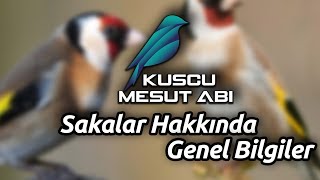 Kırmızı Maskeli Tutku : SAKA  Temel Bilgiler