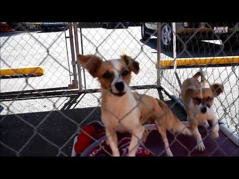 Jaslin and Jove - Presented by Sequoia Humane Society