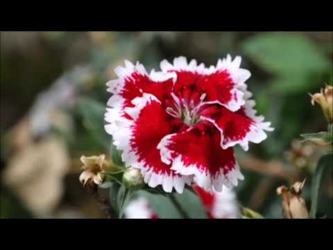 download lagu mp3 mp4 Vipul Home Stay, download lagu Vipul Home Stay gratis, unduh video klip Vipul Home Stay