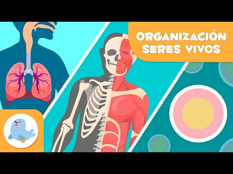 Organización de los seres vivos 🦠🦴🧍🏻‍♂️ Células, tejidos, órganos, sistemas y organismos 🔬