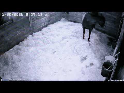 Foal Watch Live Cam 01.29.26
