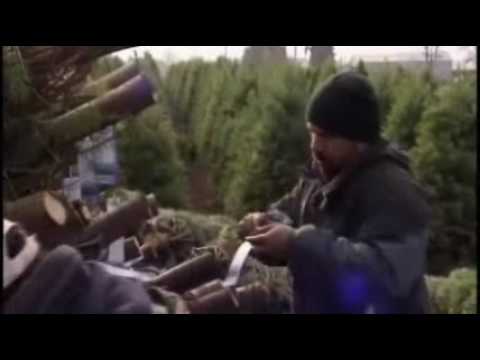 Christmas Tree Harvest - America's Heartland