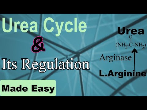 Urea cycle and its regulation.
