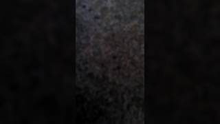 Putting a cat in water