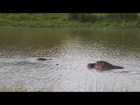 Djuma: Hippos mating - 15:53 - 04/26/2023