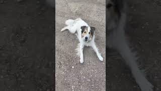 Video preview image #1 Collie-Great Pyrenees Mix Puppy For Sale in Crystal, MN, USA