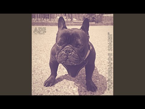 Video thumbnail for Fotogrammi Sparsi