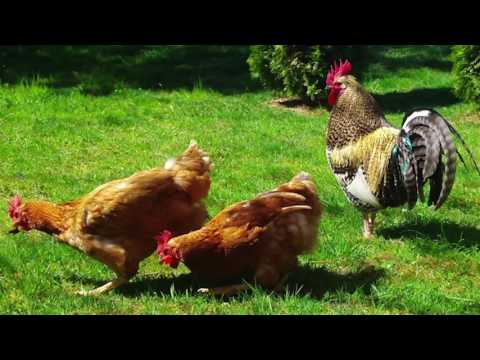 Chicken Sounds 1 Hour - Chicken Sound Effect