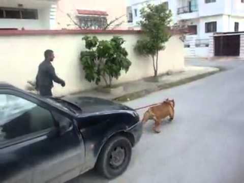 Pitbull Tows a Car
