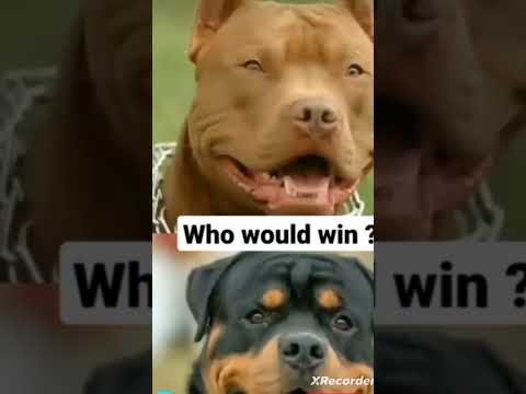 PITBULL VS ROTTWEILER