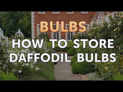 How to Care for a Gladiolus After It Blooms