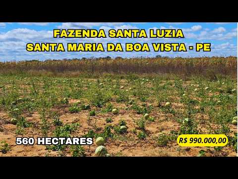 FAZENDA SANTA LUZIA À VENDA EM SANTA MARIA DA BOA VISTA-PE Grande potencial pecuária e agricultura