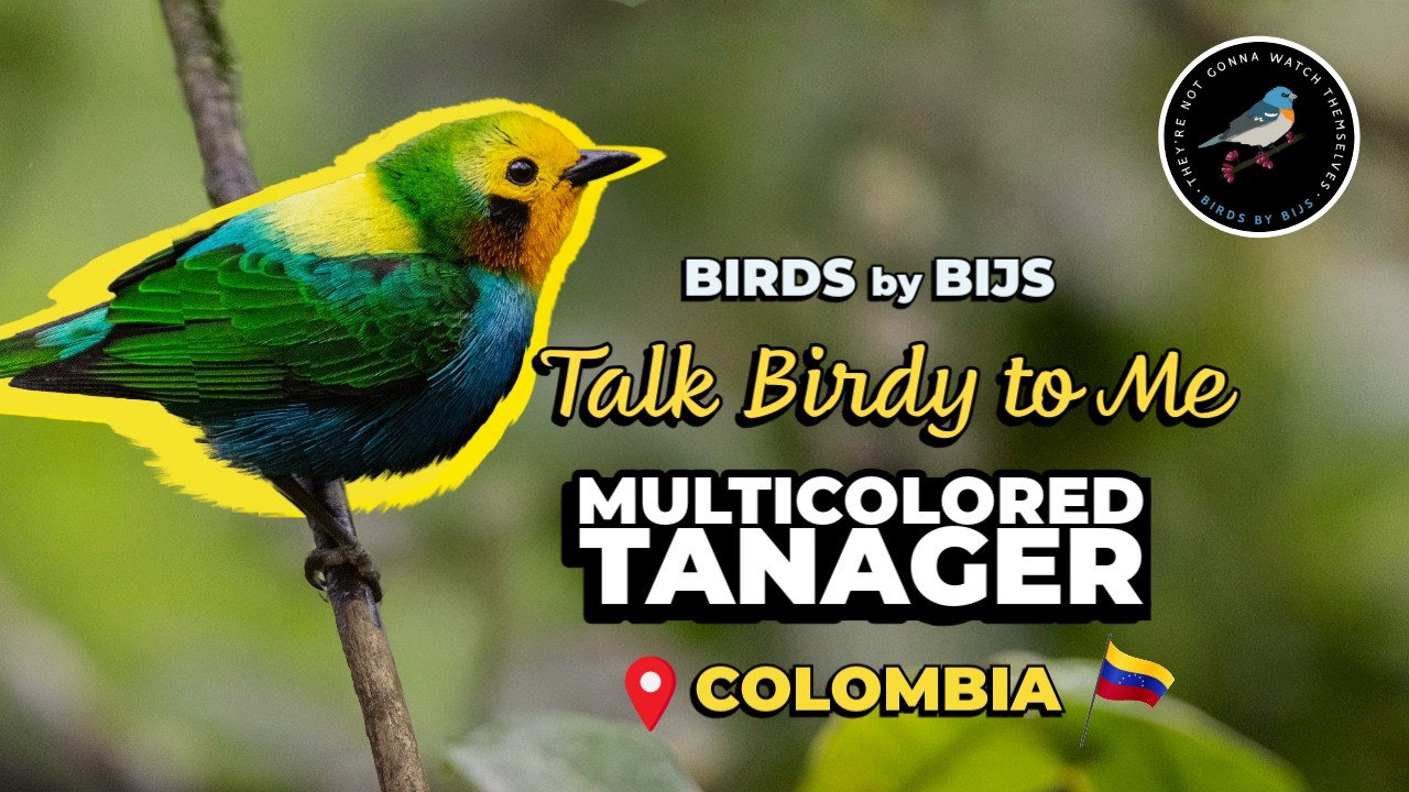 Multicolored Tanager - Birding Colombia - BIRDS by BIJS
