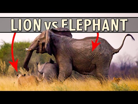 Lions attack elephant calf and Rob installs a fan (Savuti Ep2)