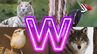 Animals And Birds Starting with W || Amazing Animals Starting With W