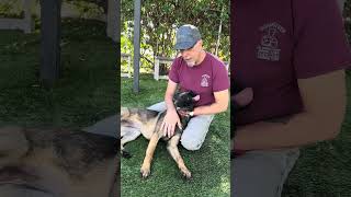 Video preview image #1 Mutt Puppy For Sale in Pasadena, CA, USA