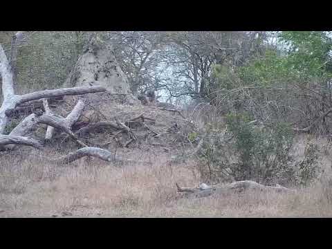 Djuma: Nyala bulls, Dwarf Mongoose and Baboons - 07:12 - 09/29/21