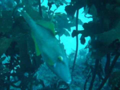 17/07/2010 Poor Knights Islands