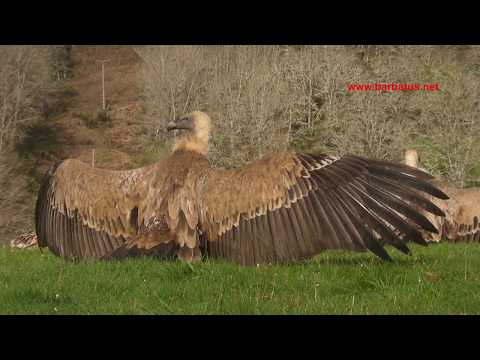 Buitre común ( Gyps fulvus ) Griffon Vulture