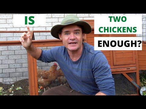 Are Two Chickens Enough For A Small Space Garden?