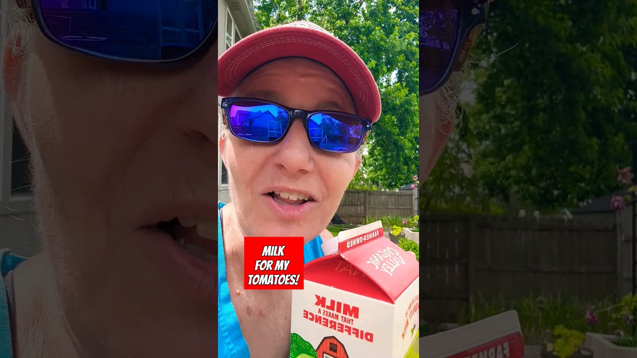 Milk for Tomato Plants! #shorts #garden - YouTube