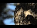 Clip Le Cedre H264 Mov