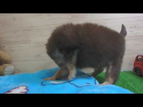 406687 チワワ（ロングコート）