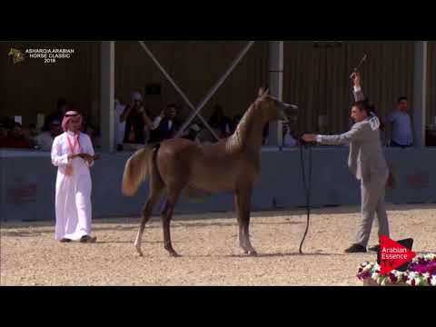 N.71 BASSAM AL SAYED - Asharqia Classic 2018