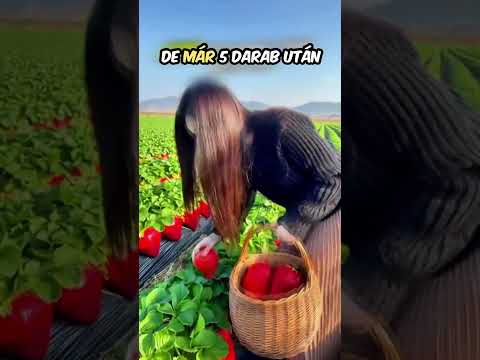 világ legnagyobb eprei!... #shorts #magyar