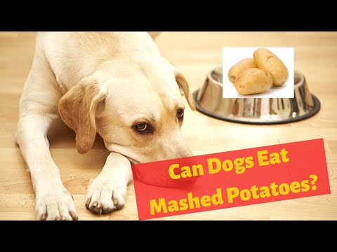 Can Dogs eat Mashed potatoes? Should you Feed your dog with it?