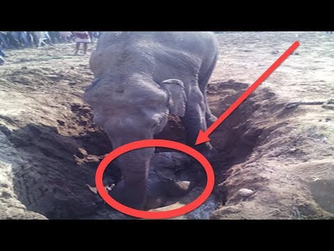 هاذا الفيل حفر حفرة لمدة 11 ساعة ، على شيئ يصعب تجاهله .!