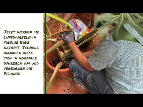 Monstera oder Fensterblatt vermehren.