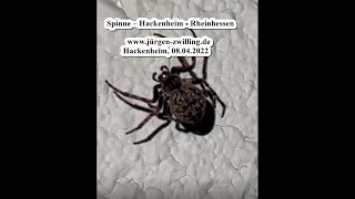 Spinne - Hackenheim - Rheinhessen