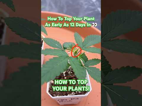 How To Top Your Cannabis / Hemp Plants! | OG Kush Day 12 Update