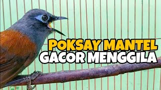 Download lagu SUARA PANCINGAN POKSAY MANTEL AMPUH • BURUNG POKSAY MANTEL GACOR MENGGILA mp3