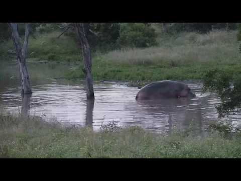 Djuma: Hippo leaving the dam to go out grazing -18:30 - 03/12/20