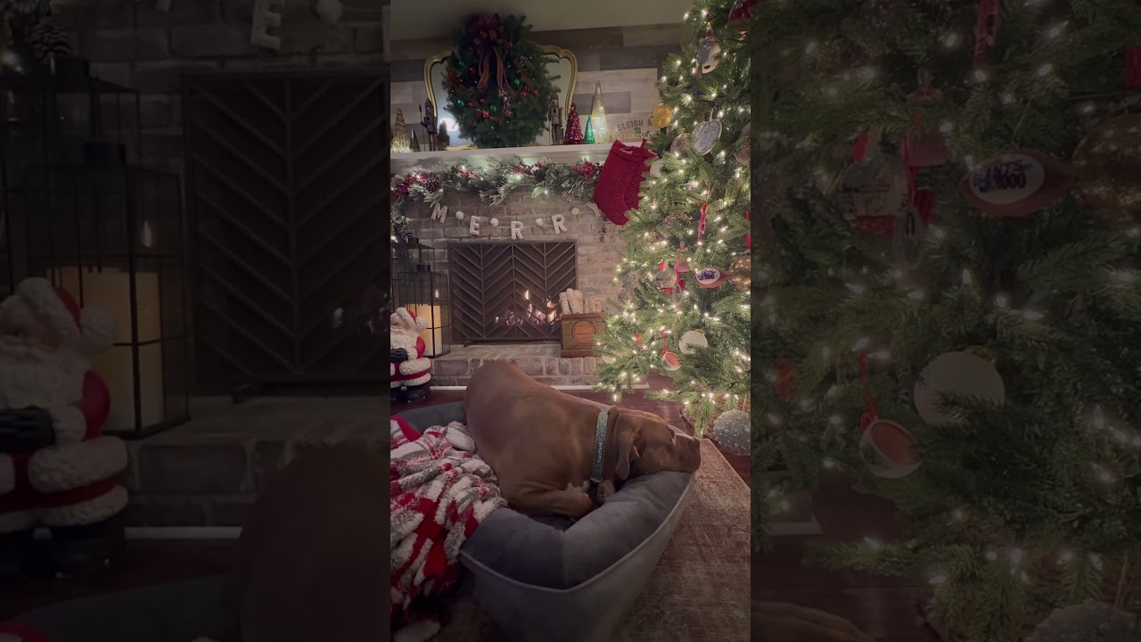 Enlarge Libby , a ADOPTABLE American Bulldog in Marlton, NJ video 4/4