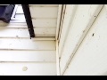 Sound of wasps chewing through drywall walls